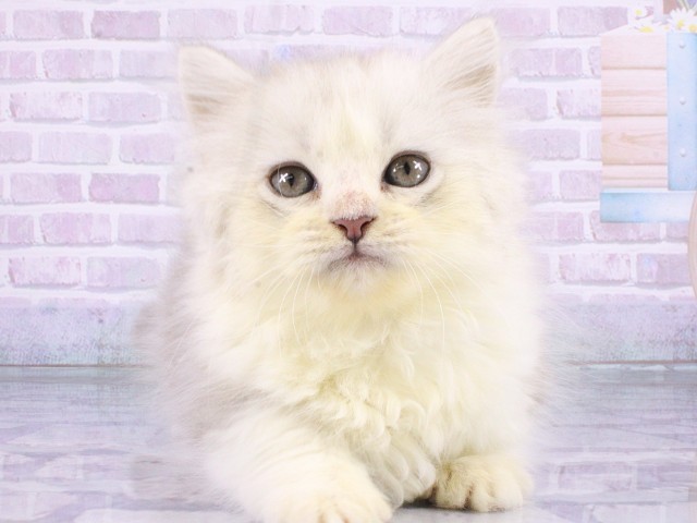 兵庫県のミヌエット (Coo&RIKU姫路店/2026年4月6日生まれ/男の子/シェーデットシルバー)の子猫の1枚目の画像