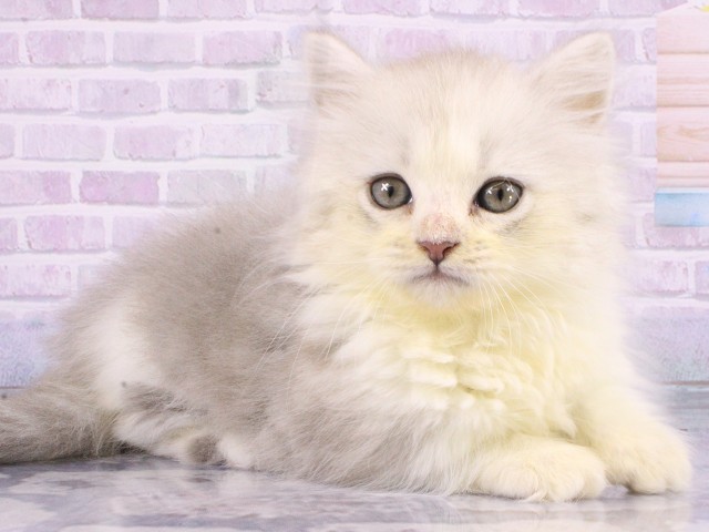 兵庫県のミヌエット (Coo&RIKU姫路店/2026年4月6日生まれ/男の子/シェーデットシルバー)の子猫の2枚目の画像