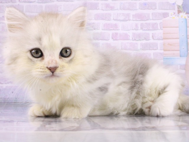 兵庫県のミヌエット (Coo&RIKU姫路店/2026年4月6日生まれ/男の子/シェーデットシルバー)の子猫の3枚目の画像