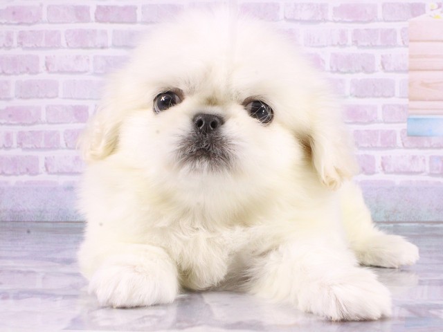 大阪府のペキニーズ (Coo&RIKU天王寺店/2026年4月11日生まれ/男の子/ホワイト)の子犬