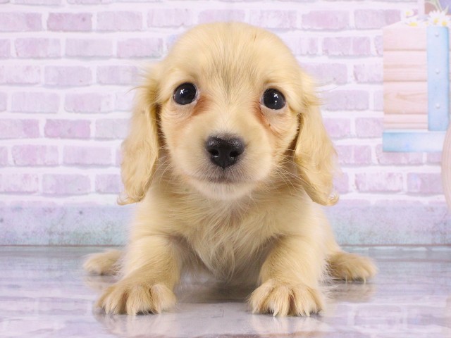 ミニチュア・ダックスフンドの子犬一覧｜ペットショップCoo＆RIKU