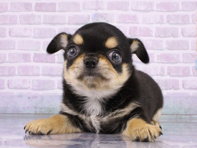 大阪府のチワワ(ロング) (Coo&RIKU心斎橋店/2026年4月18日生まれ/男の子/ブラックタン)の子犬の1枚目の画像