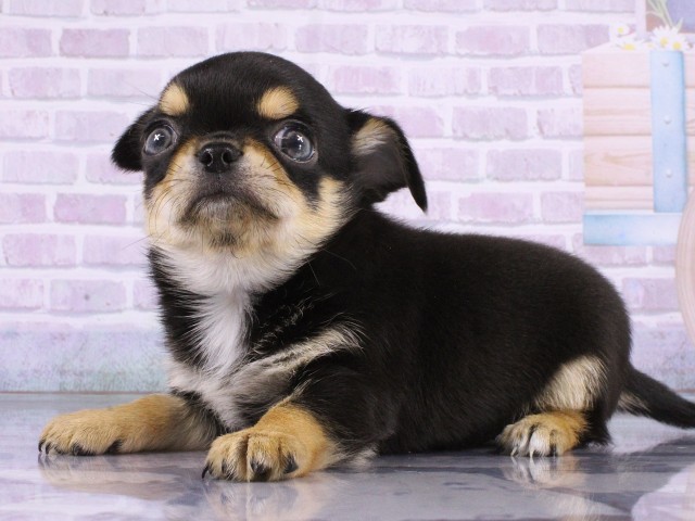 大阪府のチワワ(ロング) (Coo&RIKU心斎橋店/2026年4月18日生まれ/男の子/ブラックタン)の子犬の3枚目の画像
