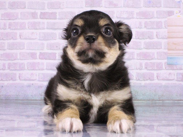 兵庫県のチワワ(ロング) (Coo&RIKU丹波店/2026年4月16日生まれ/男の子/ブラックホワイト)の子犬の1枚目の画像