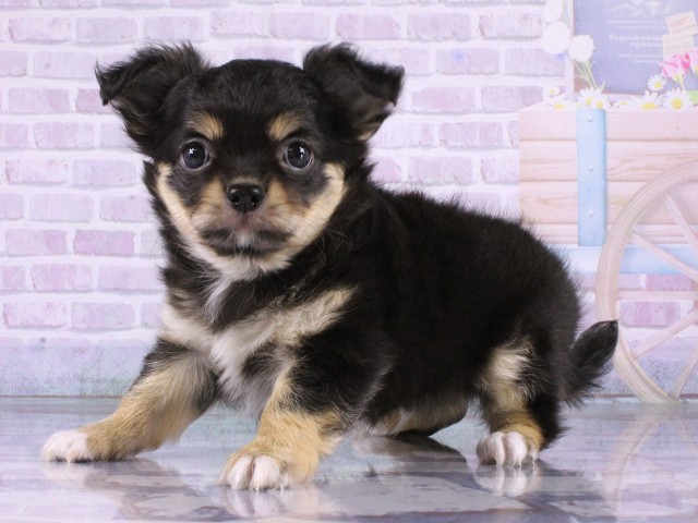 兵庫県のチワワ(ロング) (Coo&RIKU丹波店/2026年4月16日生まれ/男の子/ブラックホワイト)の子犬の3枚目の画像