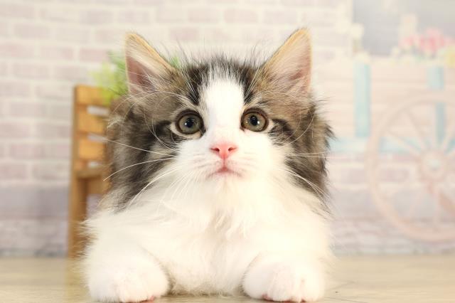 ノルウェージャン・フォレストキャット