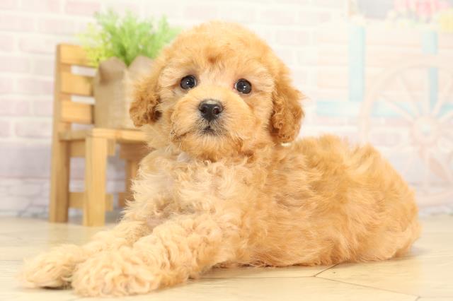 愛知県のトイプードル(トイ) (Coo&RIKU名古屋みなと店/2026年4月19日生まれ/男の子/オレンジフォーン)の子犬の3枚目の画像