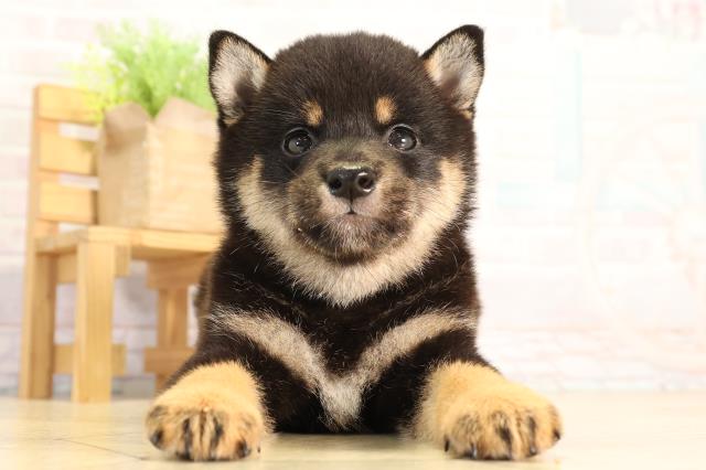 三重県の柴犬(標準サイズ) (Coo&RIKU四日市店/2026年4月19日生まれ/男の子/黒)の子犬の1枚目の画像