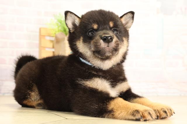 三重県の柴犬(標準サイズ) (Coo&RIKU四日市店/2026年4月19日生まれ/男の子/黒)の子犬の2枚目の画像