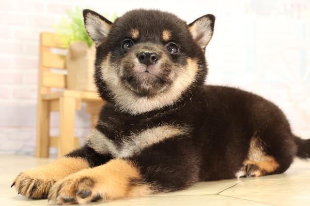 三重県の柴犬(標準サイズ) (Coo&RIKU四日市店/2026年4月19日生まれ/男の子/黒)の子犬の3枚目の画像