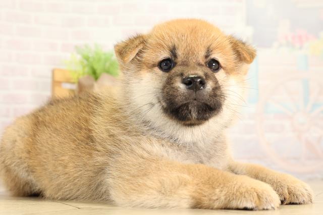 愛知県の柴犬(標準サイズ) (Coo&RIKU名古屋中川店/2026年4月18日生まれ/男の子/赤)の子犬の2枚目の画像