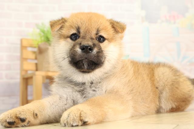愛知県の柴犬(標準サイズ) (Coo&RIKU名古屋中川店/2026年4月18日生まれ/男の子/赤)の子犬の3枚目の画像