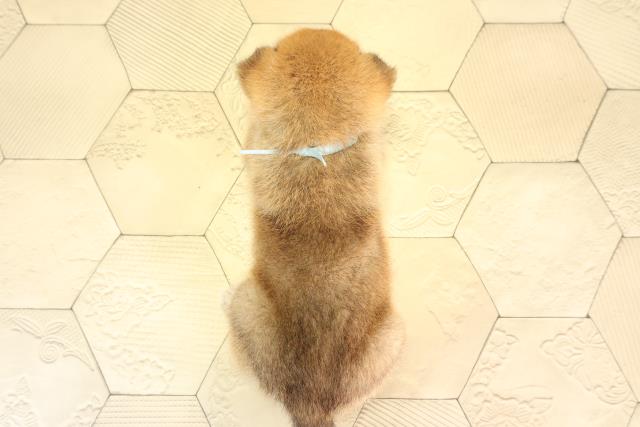 愛知県の柴犬(標準サイズ) (Coo&RIKU名古屋中川店/2026年4月18日生まれ/男の子/赤)の子犬の4枚目の画像