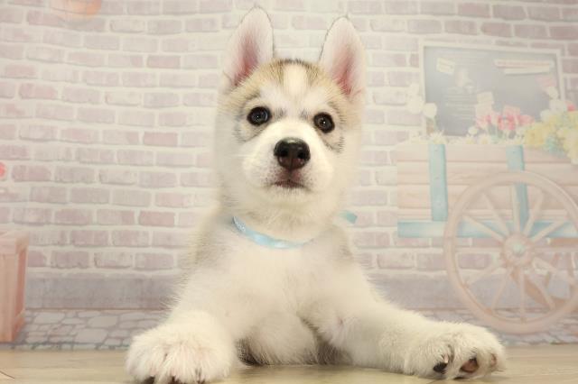 愛知県のシベリアンハスキー (Coo&RIKU豊橋店/2026年4月16日生まれ/男の子/シルバーホワイト)の子犬の1枚目の画像