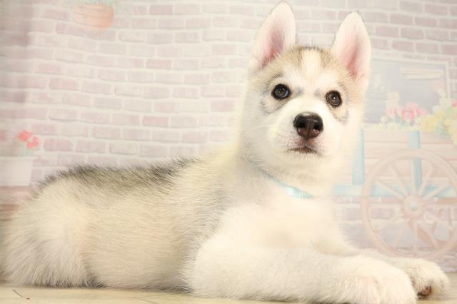 愛知県のシベリアンハスキー (Coo&RIKU豊橋店/2026年4月16日生まれ/男の子/シルバーホワイト)の子犬の2枚目の画像
