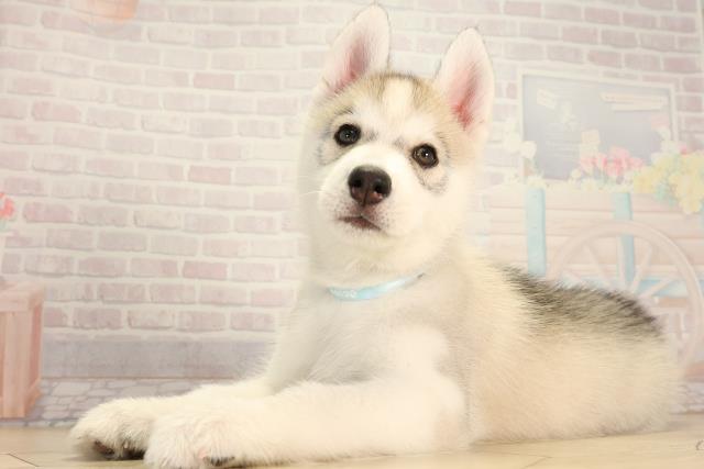 愛知県のシベリアンハスキー (Coo&RIKU豊橋店/2026年4月16日生まれ/男の子/シルバーホワイト)の子犬の3枚目の画像