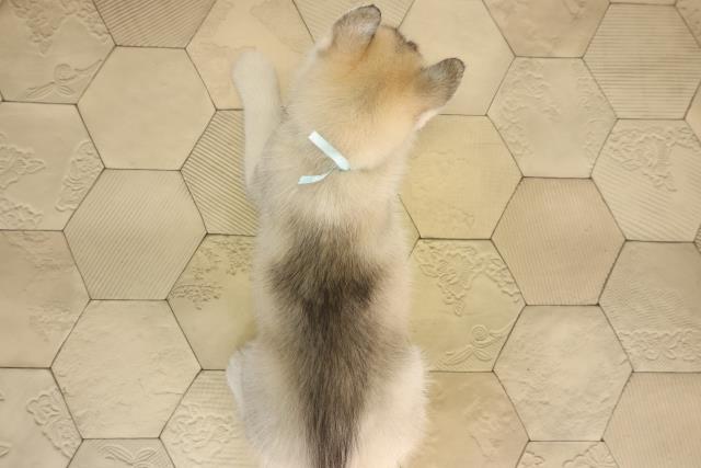 愛知県のシベリアンハスキー (Coo&RIKU豊橋店/2026年4月16日生まれ/男の子/シルバーホワイト)の子犬の4枚目の画像