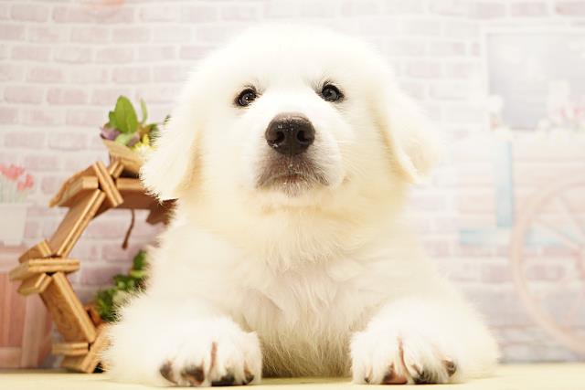 愛知県のグレートピレニーズ (Coo&RIKU名古屋みなと店/2026年4月5日生まれ/男の子/ホワイト)の子犬の1枚目の画像