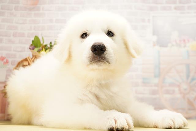 愛知県のグレートピレニーズ (Coo&RIKU名古屋みなと店/2026年4月5日生まれ/男の子/ホワイト)の子犬の2枚目の画像