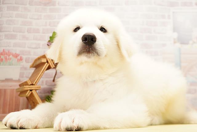 愛知県のグレートピレニーズ (Coo&RIKU名古屋みなと店/2026年4月5日生まれ/男の子/ホワイト)の子犬の3枚目の画像