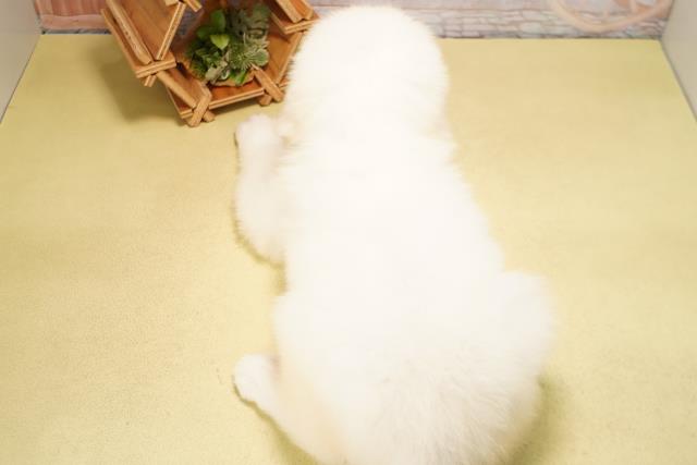 愛知県のグレートピレニーズ (Coo&RIKU名古屋みなと店/2026年4月5日生まれ/男の子/ホワイト)の子犬の4枚目の画像