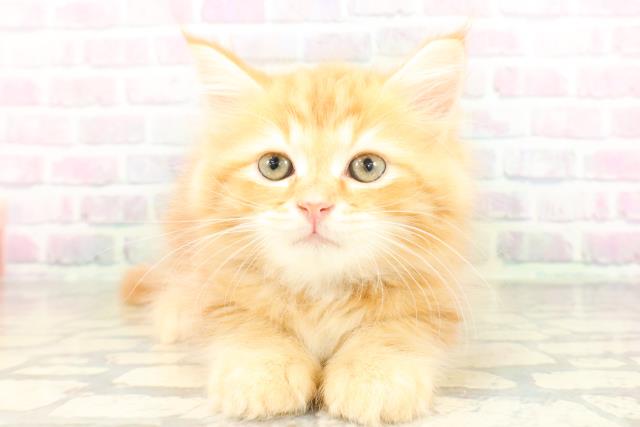 東京都のサイベリアン (Coo&RIKU自由が丘店/2026年4月19日生まれ/男の子/レッドタビー)の子猫の1枚目の画像