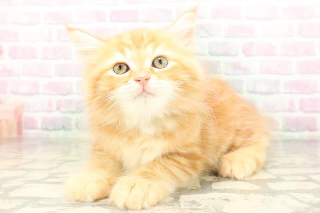 東京都のサイベリアン (Coo&RIKU自由が丘店/2026年4月19日生まれ/男の子/レッドタビー)の子猫の2枚目の画像