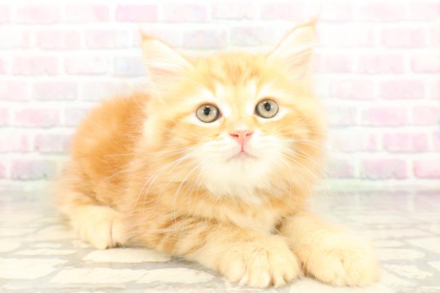 東京都のサイベリアン (Coo&RIKU自由が丘店/2026年4月19日生まれ/男の子/レッドタビー)の子猫の3枚目の画像