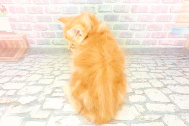 東京都のサイベリアン (Coo&RIKU自由が丘店/2026年4月19日生まれ/男の子/レッドタビー)の子猫の4枚目の画像