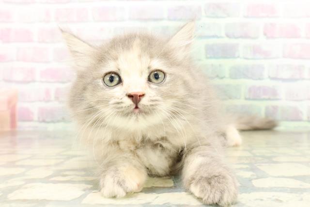 東京都のサイベリアン (Coo&RIKU浅草店/2026年4月19日生まれ/女の子/ブルーパッチドタビー)の子猫の1枚目の画像