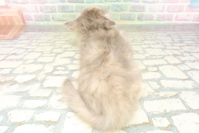 東京都のサイベリアン (Coo&RIKU浅草店/2026年4月19日生まれ/女の子/ブルーパッチドタビー)の子猫の4枚目の画像