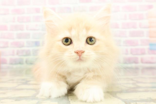東京都のサイベリアン (Coo&RIKU福生店/2026年4月19日生まれ/女の子/クリームタビーホワイト)の子猫の1枚目の画像