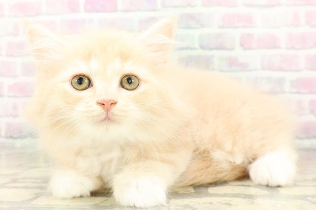 東京都のサイベリアン (Coo&RIKU福生店/2026年4月19日生まれ/女の子/クリームタビーホワイト)の子猫の2枚目の画像