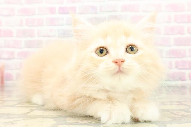 東京都のサイベリアン (Coo&RIKU福生店/2026年4月19日生まれ/女の子/クリームタビーホワイト)の子猫の3枚目の画像