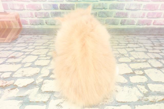 東京都のサイベリアン (Coo&RIKU福生店/2026年4月19日生まれ/女の子/クリームタビーホワイト)の子猫の4枚目の画像