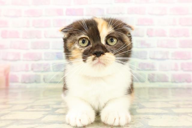 東京都のスコティッシュフォールド (Coo&RIKU福生店/2026年4月8日生まれ/女の子/キャリコ)の子猫の1枚目の画像