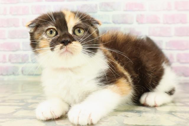 東京都のスコティッシュフォールド (Coo&RIKU福生店/2026年4月8日生まれ/女の子/キャリコ)の子猫の2枚目の画像