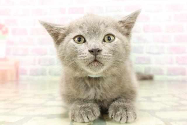 福島県のスコティッシュフォールド (Coo&RIKUいわき店/2026年4月6日生まれ/男の子/ブルー)の子猫の1枚目の画像