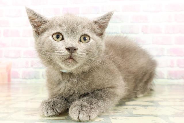 福島県のスコティッシュフォールド (Coo&RIKUいわき店/2026年4月6日生まれ/男の子/ブルー)の子猫の2枚目の画像