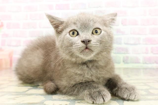 福島県のスコティッシュフォールド (Coo&RIKUいわき店/2026年4月6日生まれ/男の子/ブルー)の子猫の3枚目の画像
