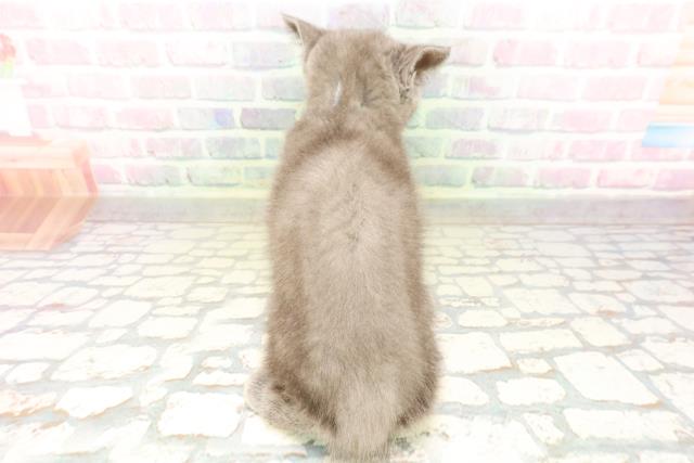 福島県のスコティッシュフォールド (Coo&RIKUいわき店/2026年4月6日生まれ/男の子/ブルー)の子猫の4枚目の画像
