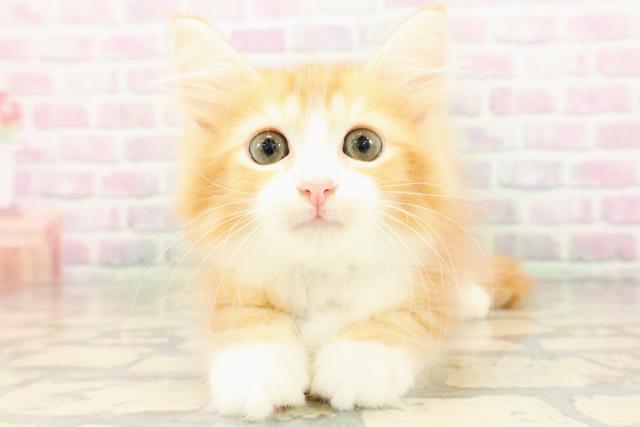 新潟県のサイベリアン (Coo&RIKU長岡店/2026年4月12日生まれ/男の子/レッドタビーホワイト)の子猫の1枚目の画像