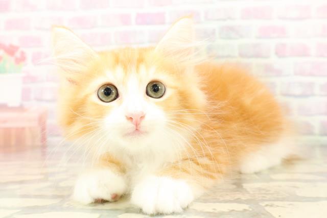 新潟県のサイベリアン (Coo&RIKU長岡店/2026年4月12日生まれ/男の子/レッドタビーホワイト)の子猫の2枚目の画像