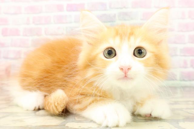 新潟県のサイベリアン (Coo&RIKU長岡店/2026年4月12日生まれ/男の子/レッドタビーホワイト)の子猫の3枚目の画像