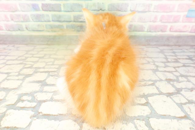新潟県のサイベリアン (Coo&RIKU長岡店/2026年4月12日生まれ/男の子/レッドタビーホワイト)の子猫の4枚目の画像