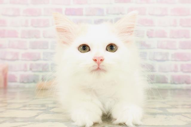 北海道のサイベリアン (Coo&RIKU釧路店/2026年4月2日生まれ/女の子/クリームタビーホワイトバン)の子猫の1枚目の画像