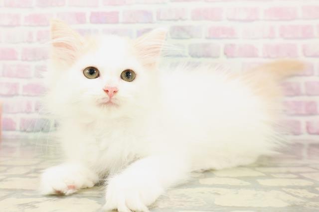 北海道のサイベリアン (Coo&RIKU釧路店/2026年4月2日生まれ/女の子/クリームタビーホワイトバン)の子猫の2枚目の画像