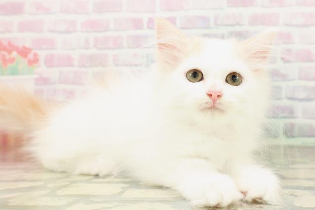 北海道のサイベリアン (Coo&RIKU釧路店/2026年4月2日生まれ/女の子/クリームタビーホワイトバン)の子猫の3枚目の画像