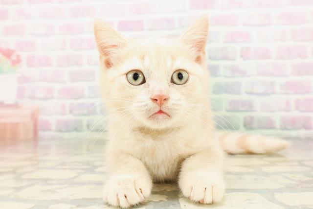 群馬県のミヌエット (Coo&RIKUDCM館林店/2026年4月7日生まれ/男の子/クリームタビー)の子猫の1枚目の画像
