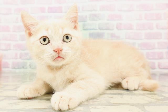 群馬県のミヌエット (Coo&RIKUDCM館林店/2026年4月7日生まれ/男の子/クリームタビー)の子猫の2枚目の画像